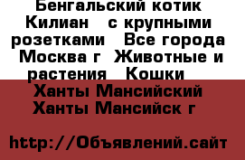 Бенгальский котик Килиан , с крупными розетками - Все города, Москва г. Животные и растения » Кошки   . Ханты-Мансийский,Ханты-Мансийск г.